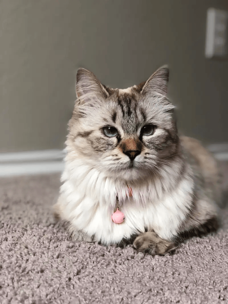 Shilaylee the cat